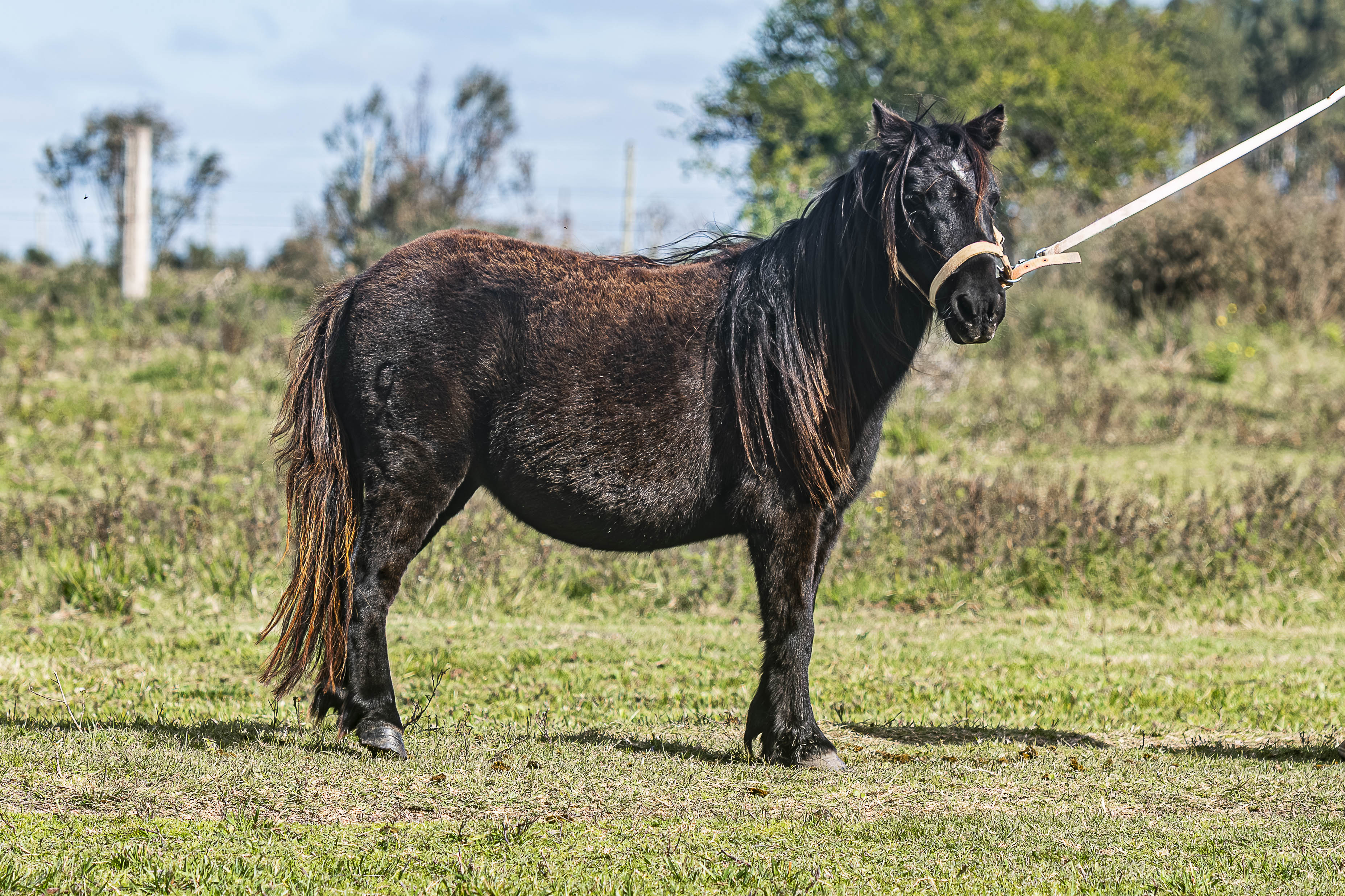 Yegua Madre Pulga - Cabaña SHR Poni Shetland Uruguay